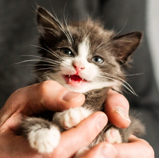 At-Home Dental Care