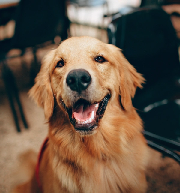 Pet Dental Services