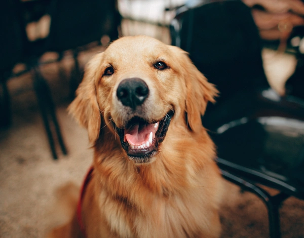 Pet Dental Services