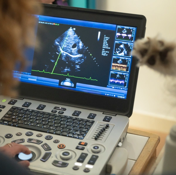 Veterinary Diagnostic Services