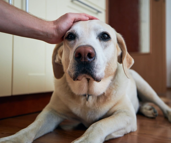 Emergency Pet Care