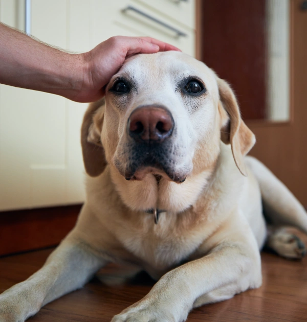 Emergency Pet Care