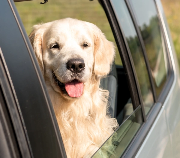 Pet Travel Certificates