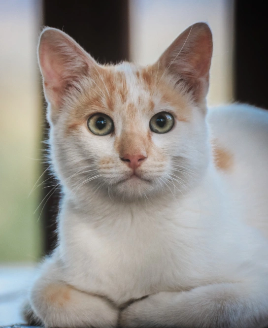 Why is PetDesk Good for Pet Owners?