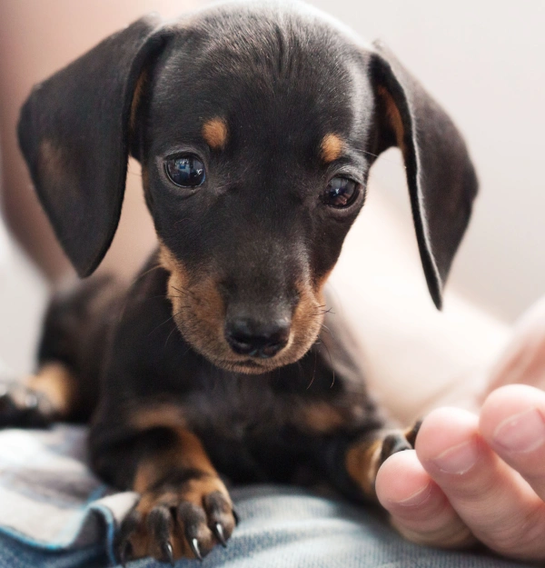 Pet Pain Management