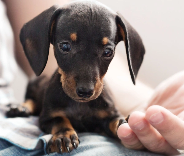 Pet Pain Management