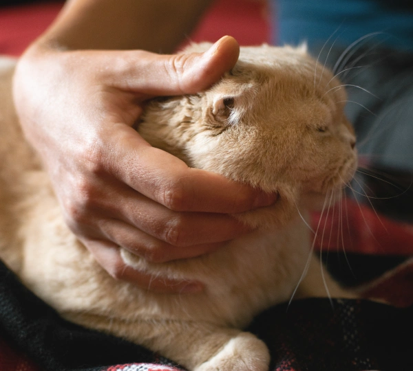 Preventative Pet Care