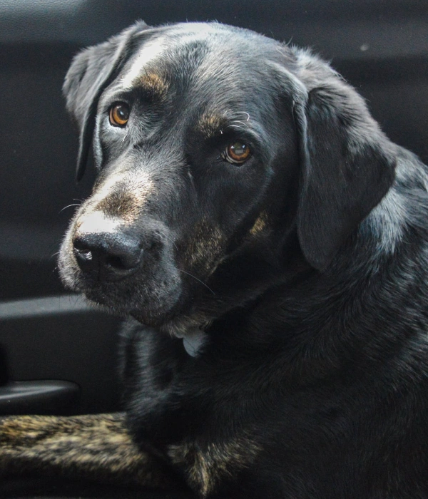 Senior Pet Care