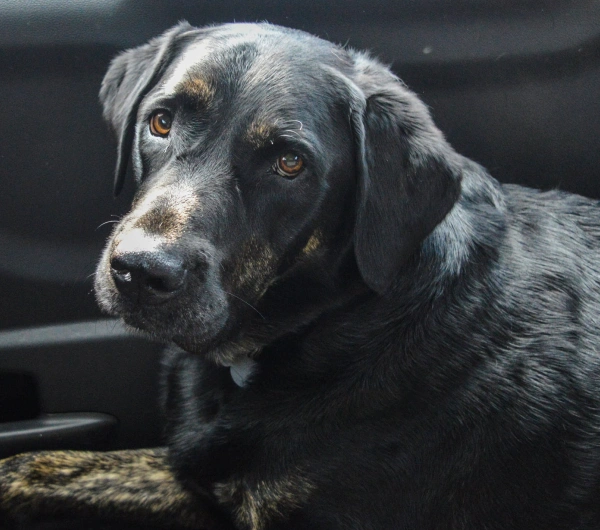 Senior Pet Care