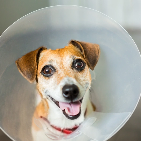 Veterinary Surgery