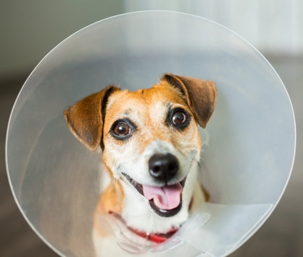 Veterinary Surgery