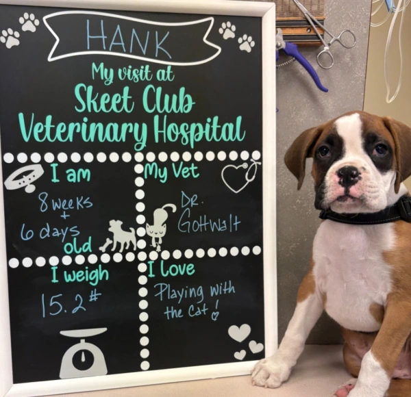 A Healthy Start for Your Pet Makes All the Difference