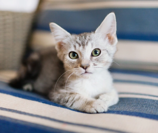 Puppy & Kitten Care