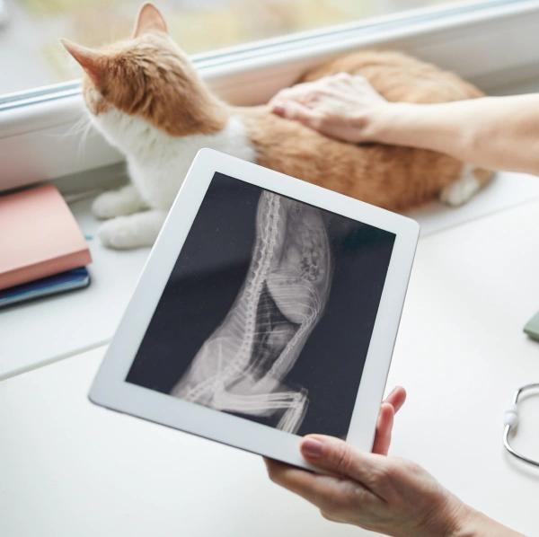 Veterinary Diagnostic Services